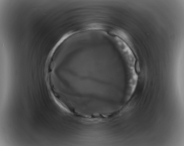 X0000085321243200703302037