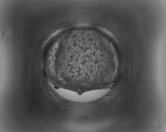 X0000085321255200703302037