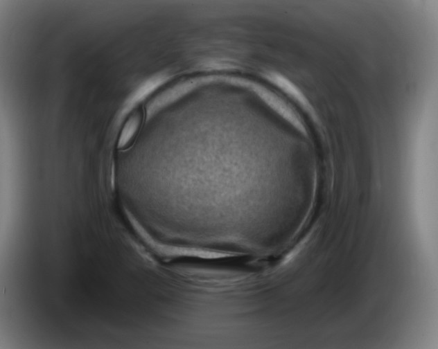 X0000085321269200703302036