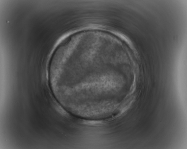 X0000085321280200703302036
