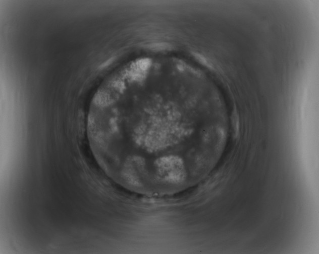 X0000085321301200703302035