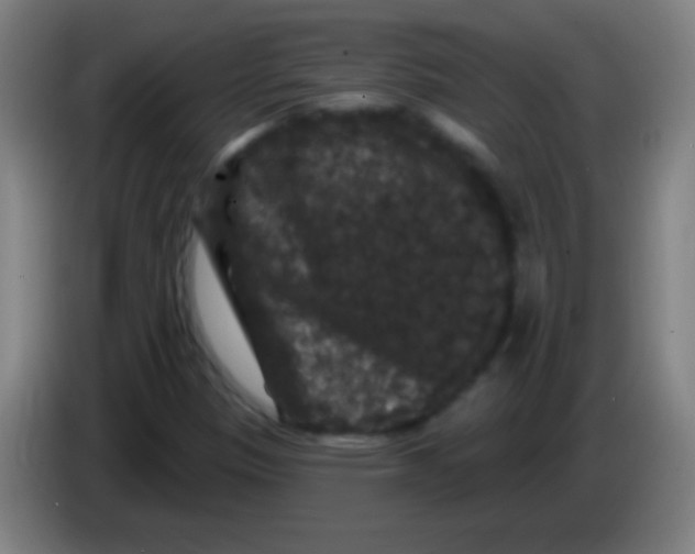 X0000085321305200703302035