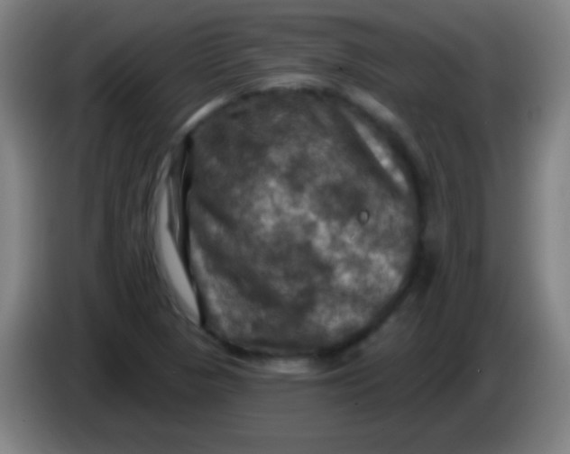 X0000085321313200703302035