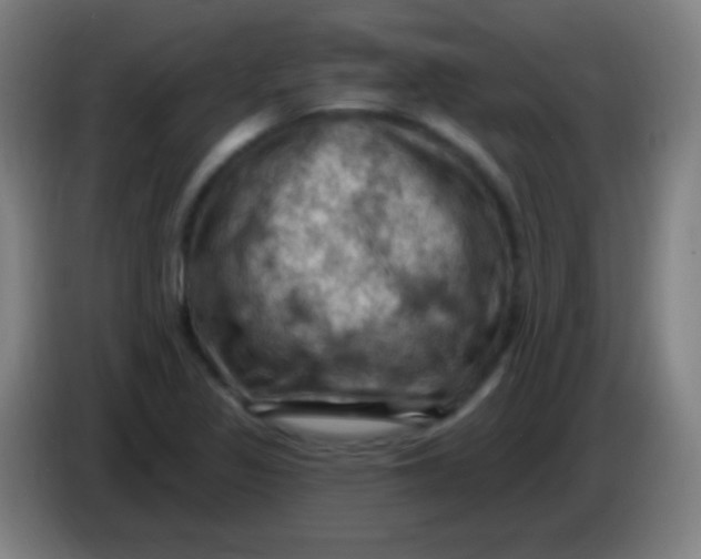 X0000085321317200703302036