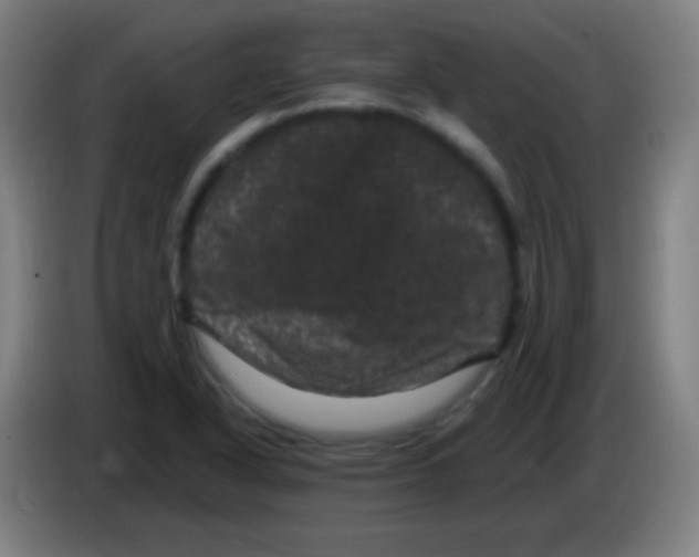 X0000085321318200703302036