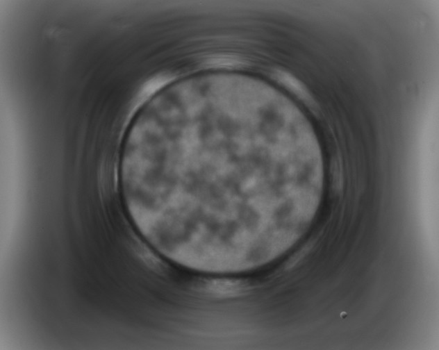 X0000085321322200703302036