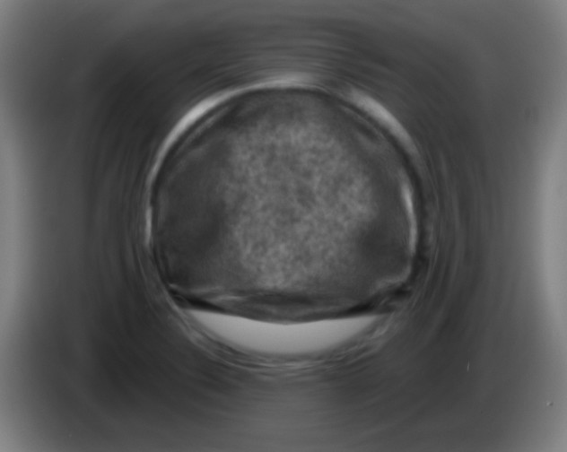 X0000085321324200703302036