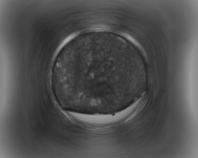 X0000085321325200703302036