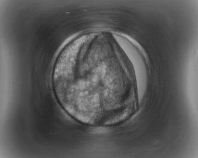 X0000085321333200703302036