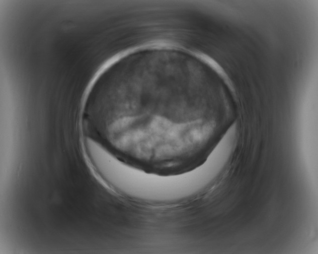 X0000085321335200703302036