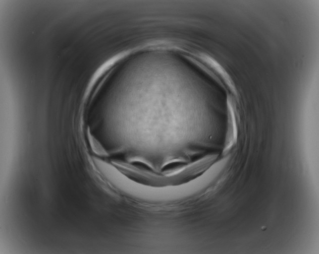 X0000085321336200703302036