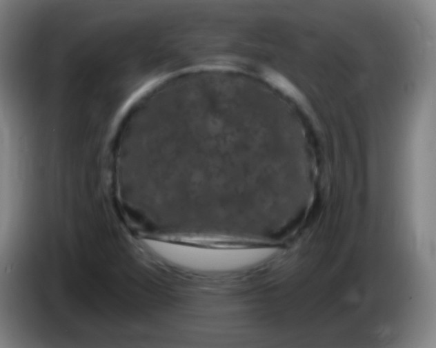 X0000085321360200703302035