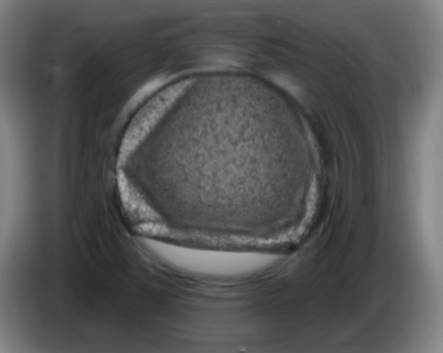 X0000085321363200703302035