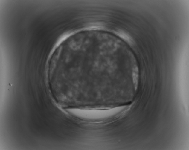 X0000085321374200703302035
