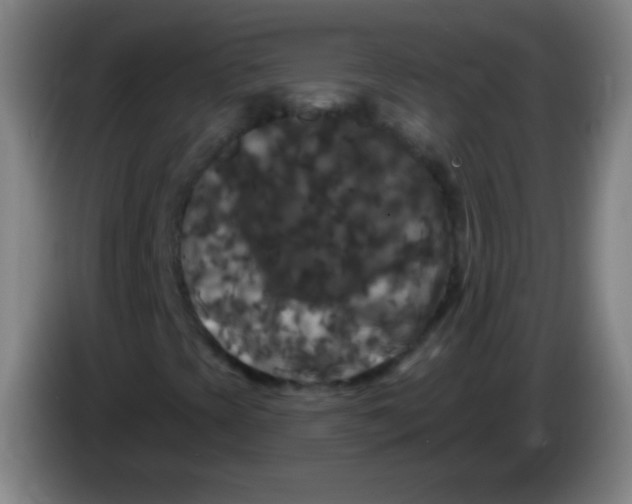 X0000085321393200703302034