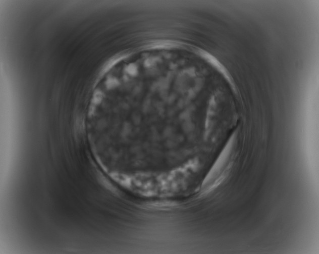 X0000085321417200703302034