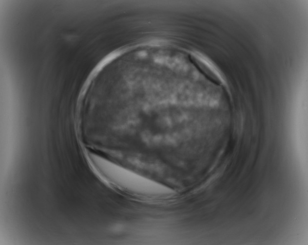 X0000085321437200703302035