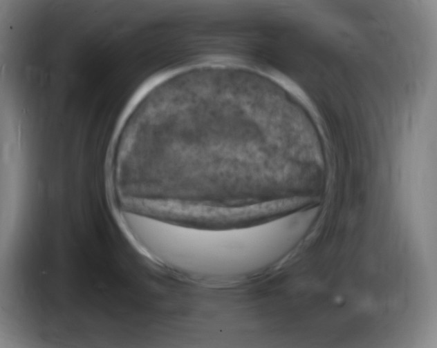X0000085321440200703302035