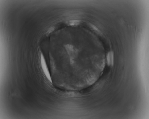 X0000085321443200703302034