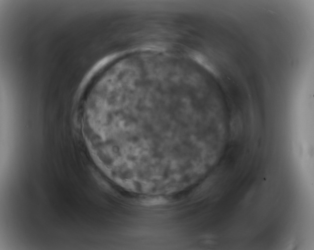 X0000085321454200703302034