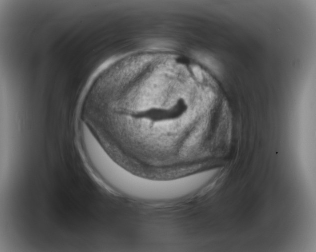 X0000085321471200703302033