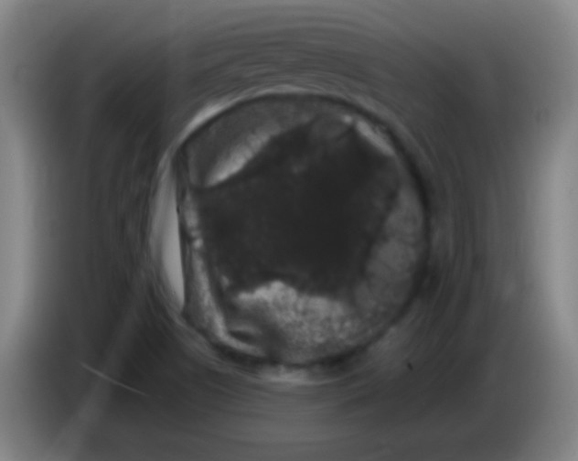 X0000085321505200703302033