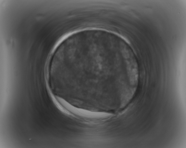 X0000085321523200703302033