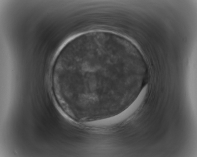 X0000085321531200703302033