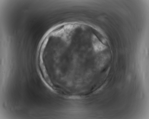 X0000085321536200703302033
