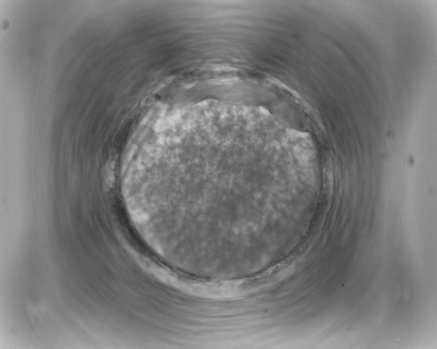 X0000085320032200704100000