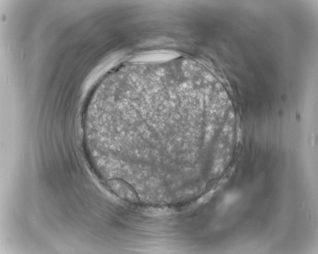 X0000085320245200704092356