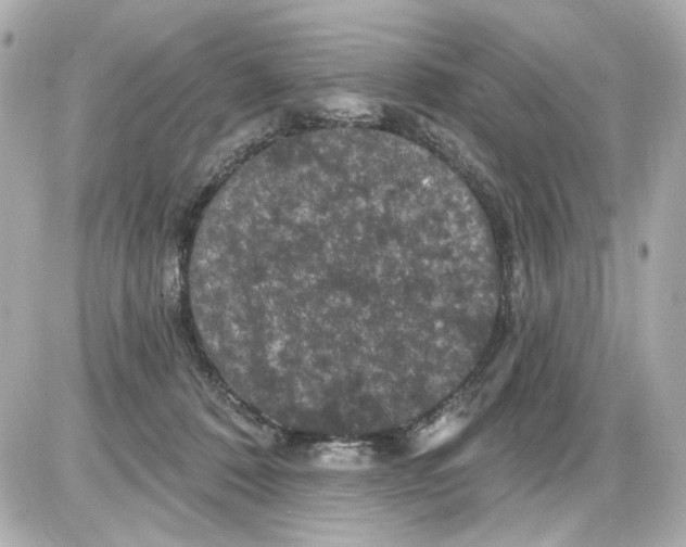 X0000085320320200704092355