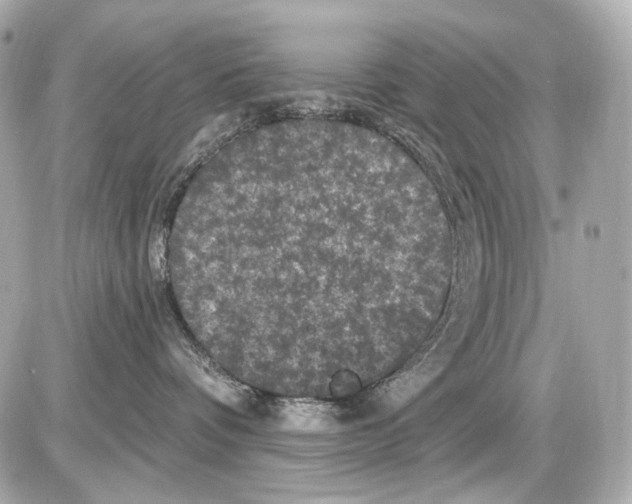 X0000085320336200704092355