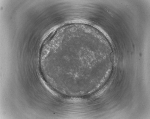 X0000085320437200704092352