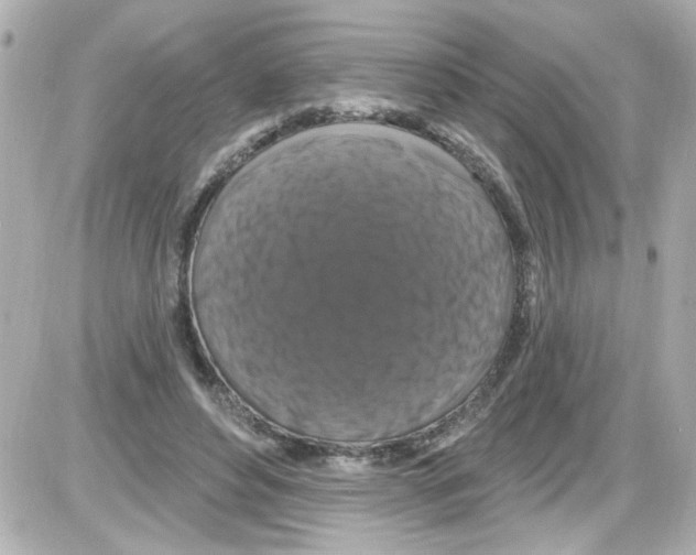 X0000085320496200704092352
