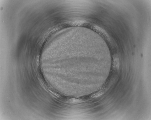 X0000085320498200704092352