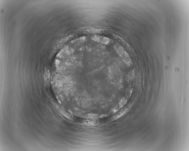 X0000085320624200704092350