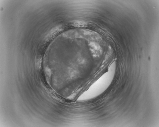 X0000085320652200704092350
