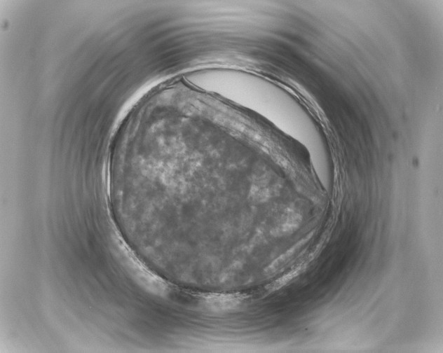 X0000085320796200704092347