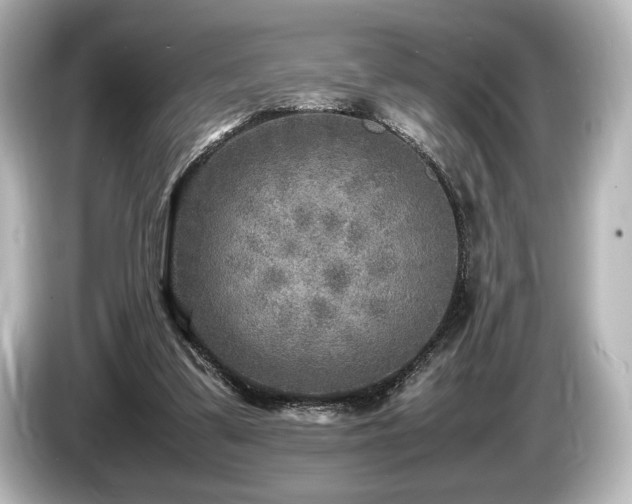 X0000085730299200703161011