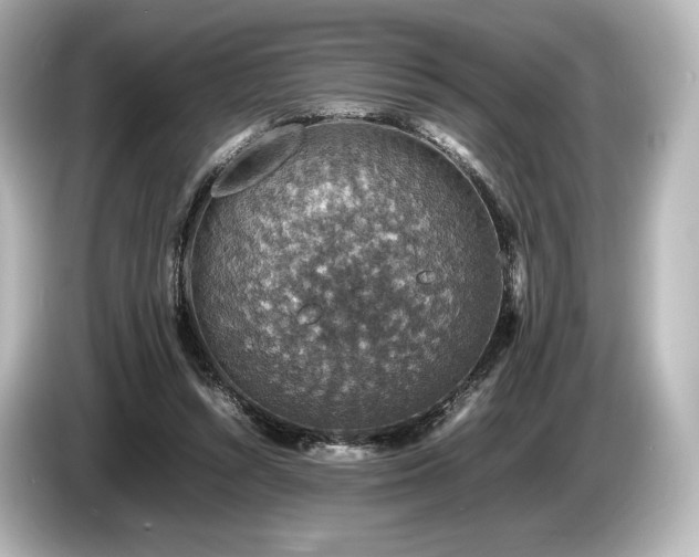 X0000085730352200703161010