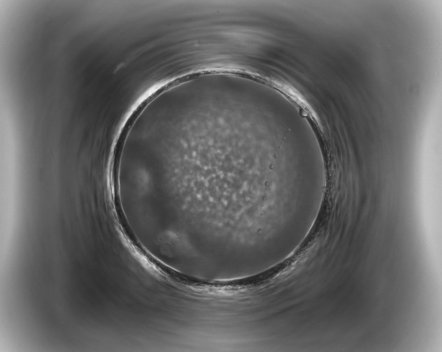 X0000085731084200703161000