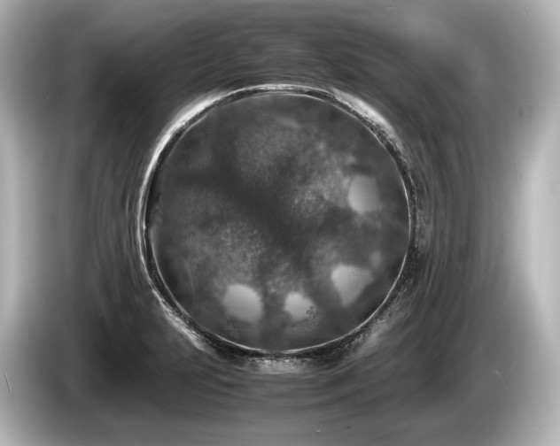 X0000085731231200703160958