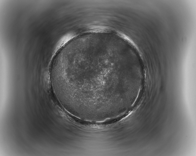 X0000085731362200703160955