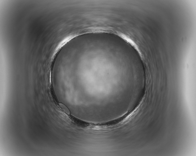 X0000085731365200703160955