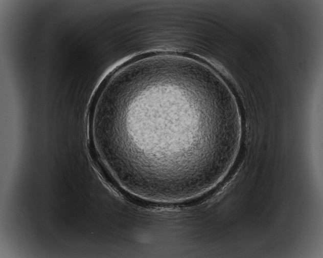 X0000085730838200703231046