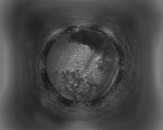 X0000085731063200703231043