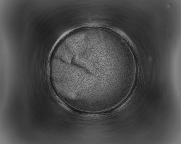 X0000085731232200703231041