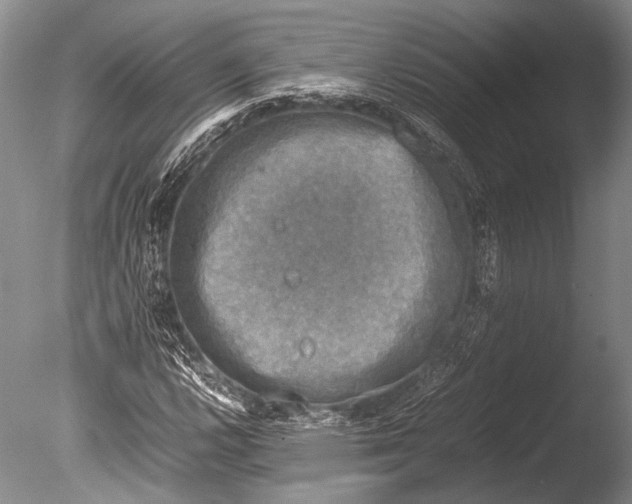 X0000085731112200703301354