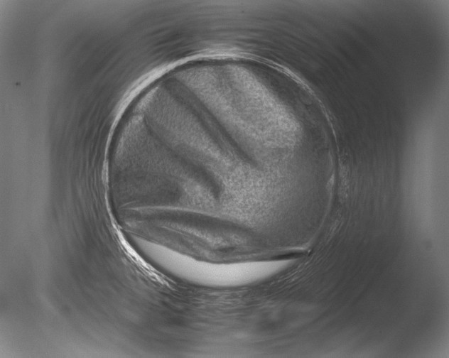 X0000085731335200703301351